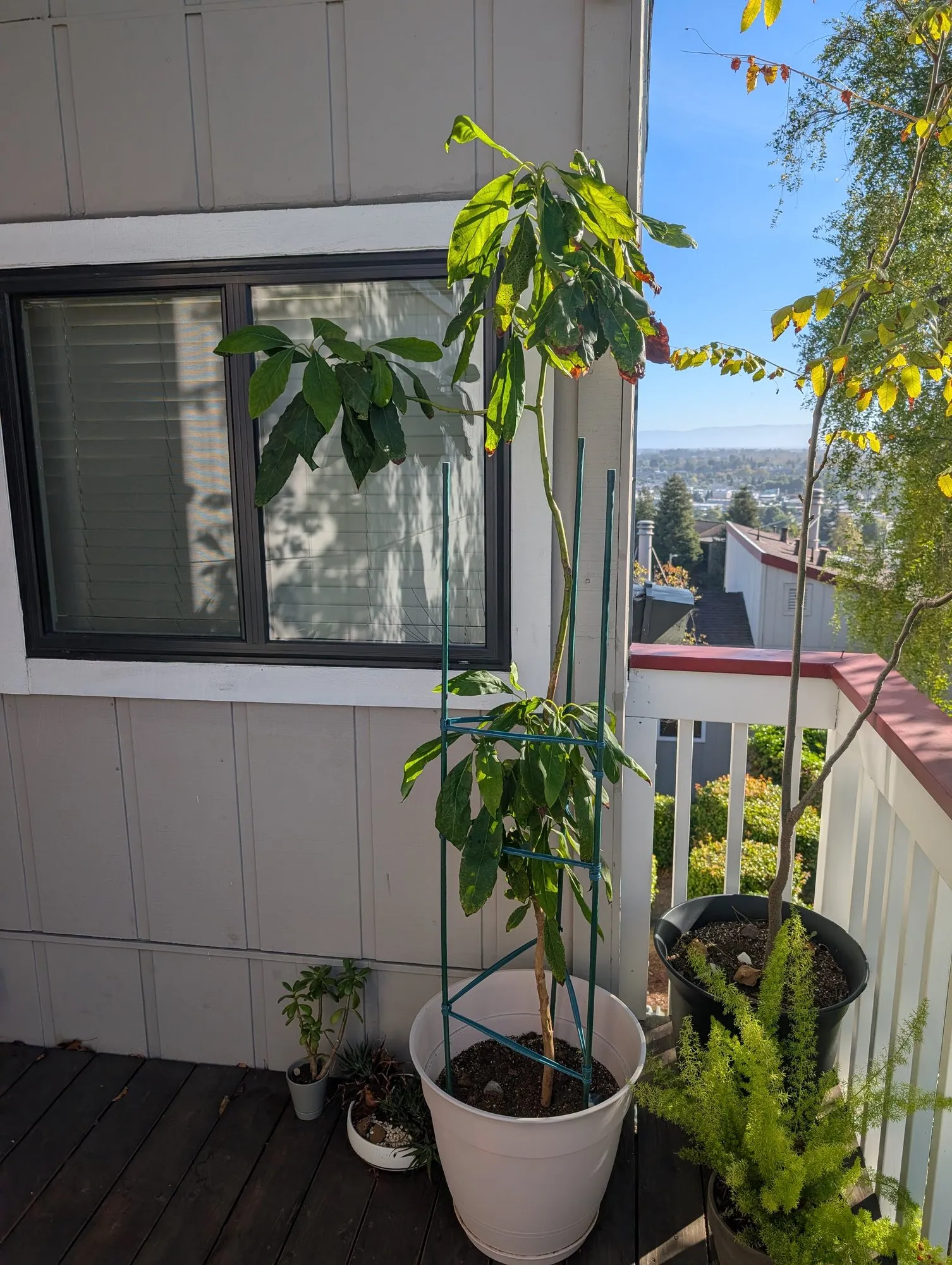 The avocado tree, now taller than the window beside it, growing in a white pot on a deck inside a green plant cage. Several of its upper leaves are browned and curled at the edges.